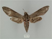 蝦殼天蛾藏品圖，第1張