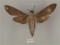 蝦殼天蛾藏品圖，第2張