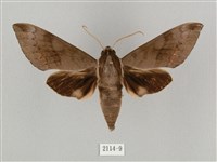 盾天蛾藏品圖，第1張