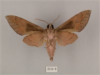 盾天蛾藏品圖，第2張