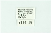 三條橙燈蛾藏品圖，第3張