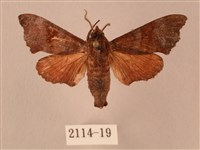 楓天蛾藏品圖，第1張