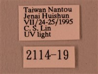 楓天蛾藏品圖，第3張