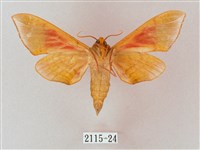 榆綠天蛾藏品圖，第2張