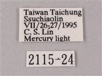 榆綠天蛾藏品圖，第3張
