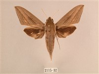 背線天蛾藏品圖，第1張