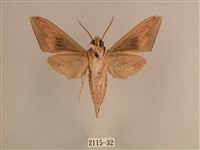 背線天蛾藏品圖，第2張