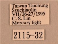 背線天蛾藏品圖，第3張