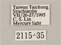 白點天蛾 藏品圖，第3張