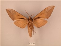 波紋豆天蛾藏品圖，第2張