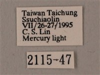 波紋豆天蛾藏品圖，第3張