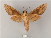 間斷斜紋天蛾藏品圖，第2張