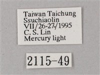 間斷斜紋天蛾藏品圖，第3張