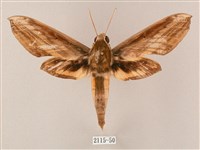 綠背斜紋天蛾藏品圖，第1張