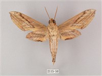 綠背斜紋天蛾藏品圖，第2張