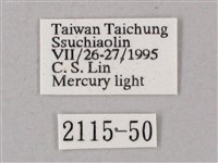 綠背斜紋天蛾藏品圖，第3張