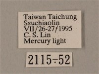 裂斑鷹翅天蛾藏品圖，第3張