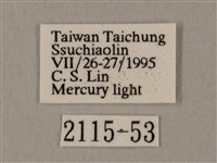 裂斑鷹翅天蛾藏品圖，第3張