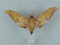 裂斑鷹翅天蛾藏品圖，第2張