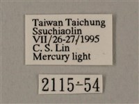 裂斑鷹翅天蛾藏品圖，第3張