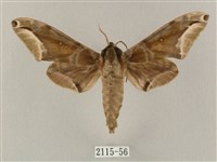 白點天蛾 藏品圖，第1張