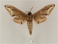 白點天蛾 藏品圖，第2張