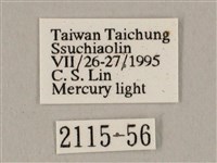 白點天蛾 藏品圖，第3張