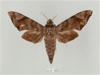 半緣缺角天蛾藏品圖，第1張