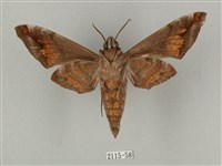 半緣缺角天蛾藏品圖，第2張