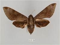 鋸線天蛾藏品圖，第1張