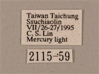 鋸線天蛾藏品圖，第3張