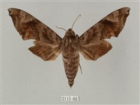 半緣缺角天蛾藏品圖，第1張