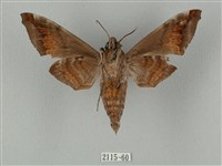 半緣缺角天蛾藏品圖，第2張