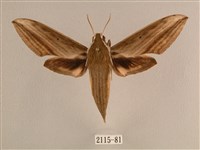 背線天蛾藏品圖，第1張