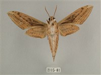 背線天蛾藏品圖，第2張