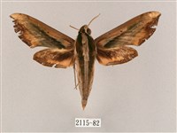 斜綠天蛾藏品圖，第1張