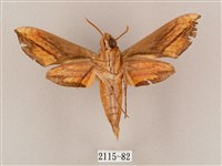 斜綠天蛾藏品圖，第2張