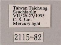 斜綠天蛾藏品圖，第3張