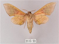 榆綠天蛾藏品圖，第2張