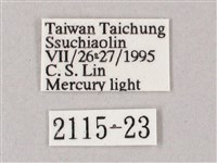 榆綠天蛾藏品圖，第3張