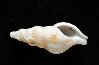 卡明氏布紋螺藏品圖，第1張