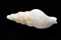 卡明氏布紋螺藏品圖，第3張