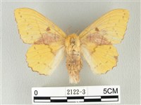 青枯葉蛾藏品圖，第1張