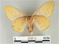 青枯葉蛾藏品圖，第2張