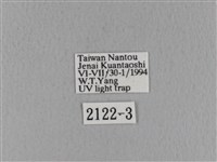 青枯葉蛾藏品圖，第3張