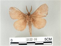 馬尾松枯葉蛾藏品圖，第2張