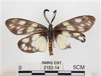 蓬萊茶斑蛾藏品圖，第2張