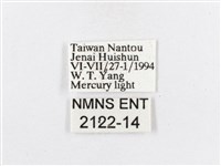 蓬萊茶斑蛾藏品圖，第3張