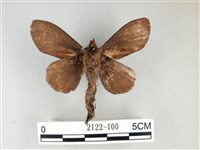 黃斑枯葉蛾藏品圖，第2張