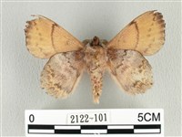 黃斑枯葉蛾藏品圖，第2張